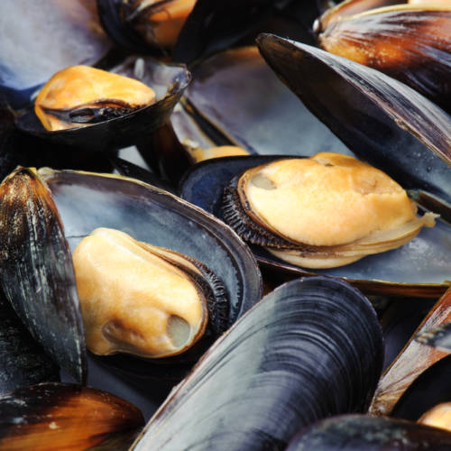 Cozze