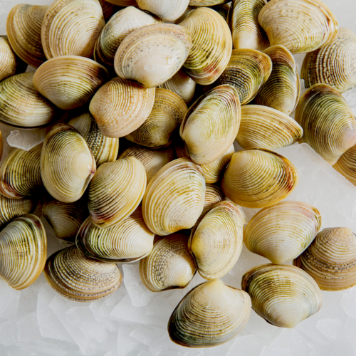 Vongole